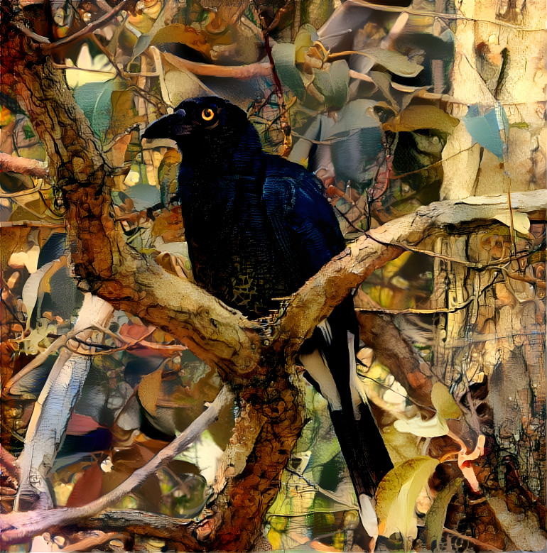 Currawong