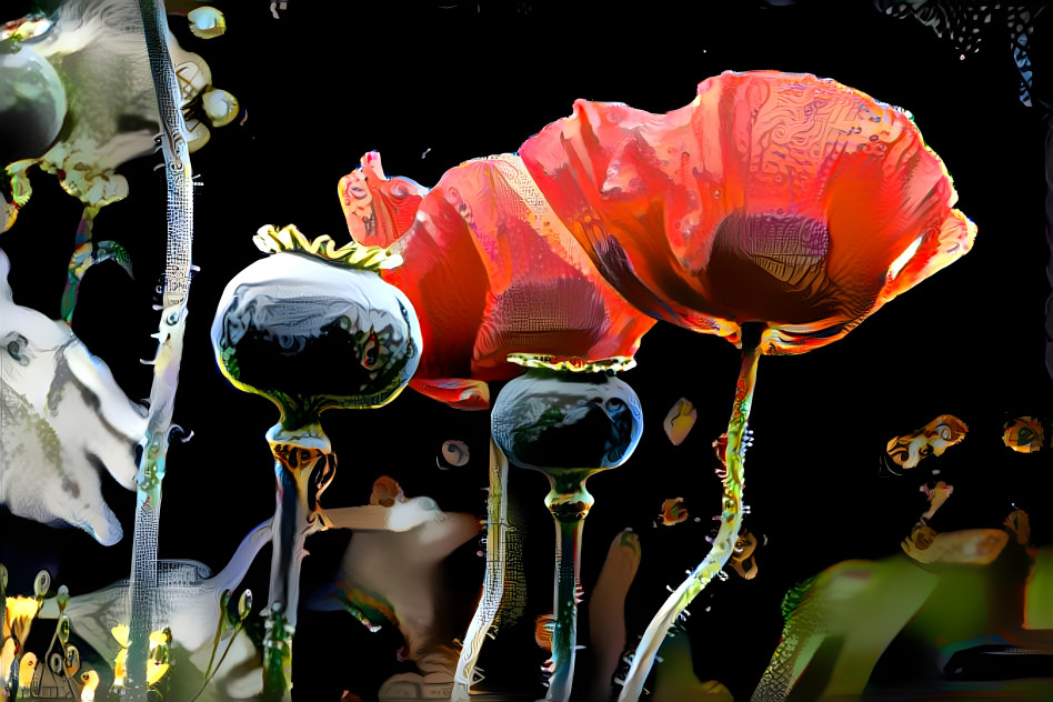 Red Poppies