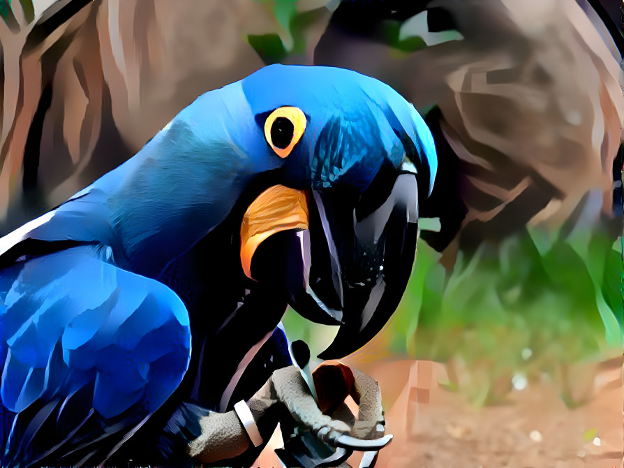 Blue Macaw