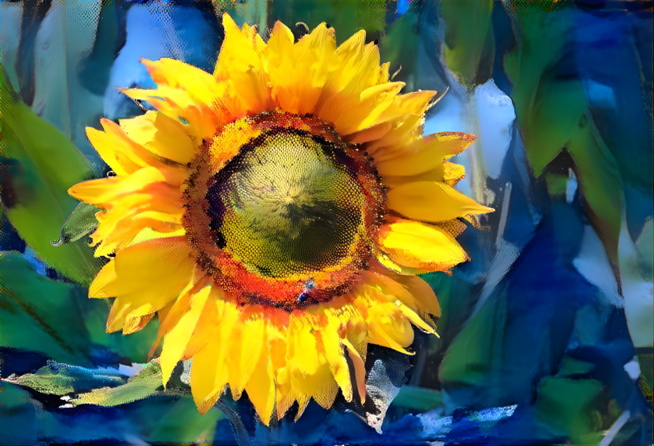 Sunflower