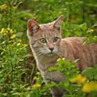 Colorful Illustration of Fluffy Cat with Green Eyes in Fantasy Floral Setting