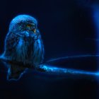 Two illuminated owls on branch against dark blue night sky