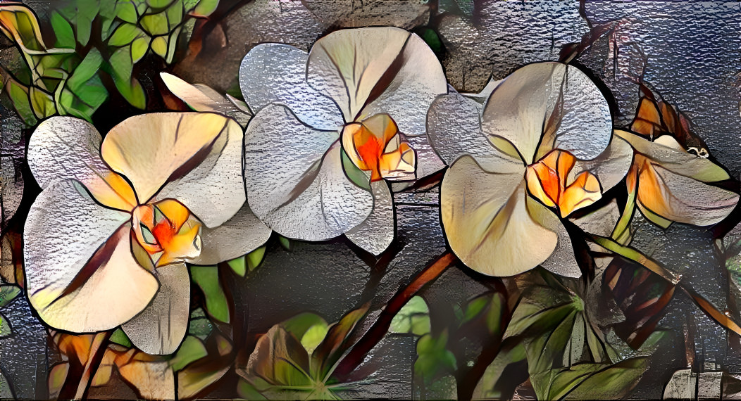 Phalaenopsis