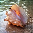 Colorful Seashell with Detailed Patterns on Sandy Shore