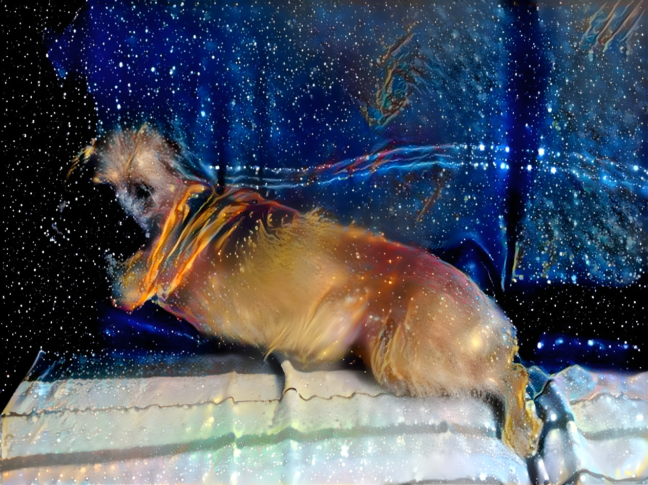 Space dog