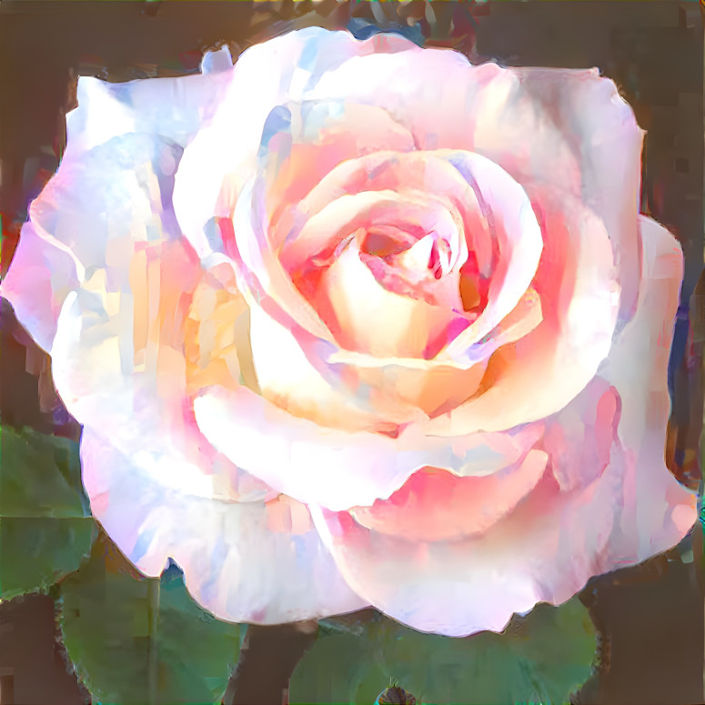 Pastel Rose