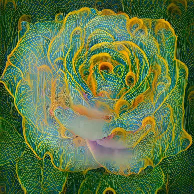 Peacock Rose