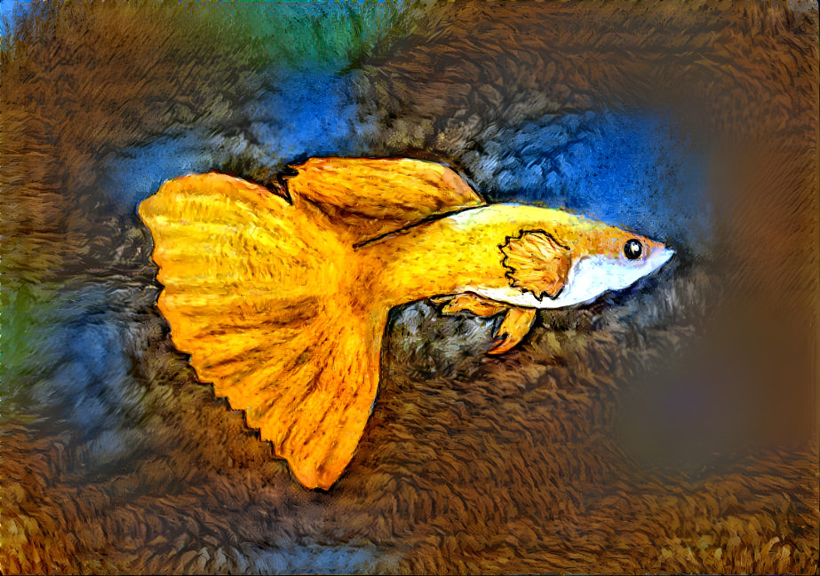 full yellow guppy