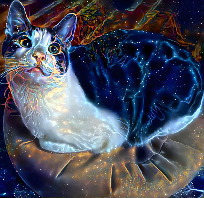 Cosmic Cat