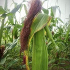 Woman with Long Wavy Hair Among Corn Cob and Green Stalks