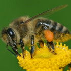 Macro Shot of Bee Pollinating Yellow Flowers