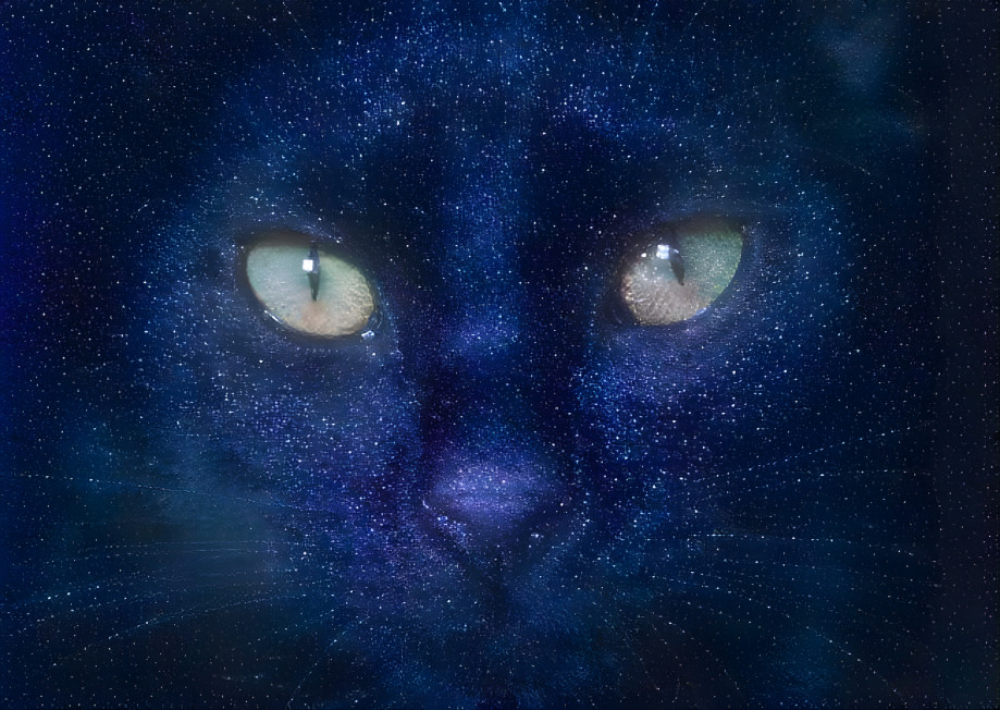 Starcat