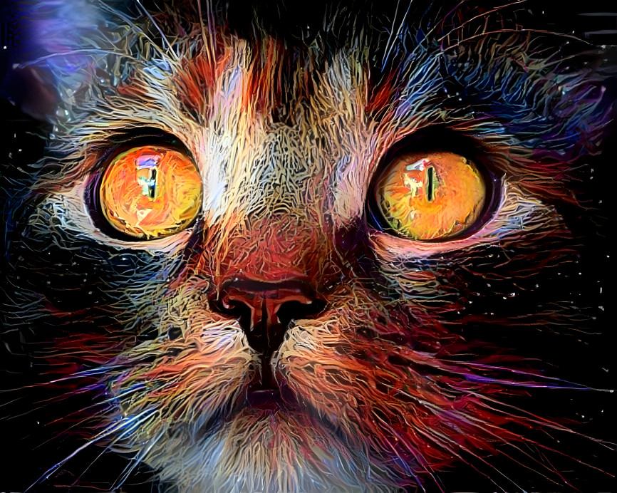 The Magical Cat