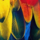 Vibrant petals and feather with water droplets on dark backdrop