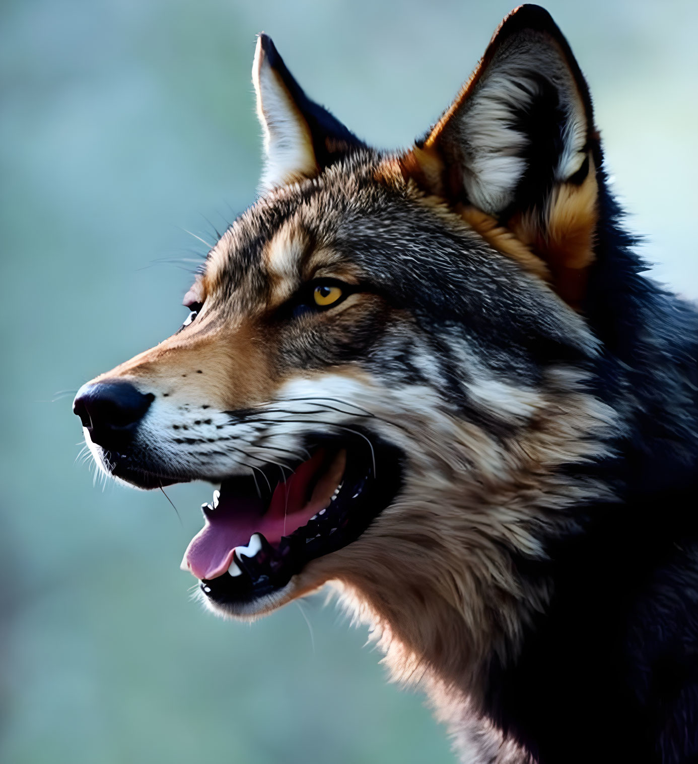 Detailed close-up of a wolf's profile with open mouth and sharp teeth.