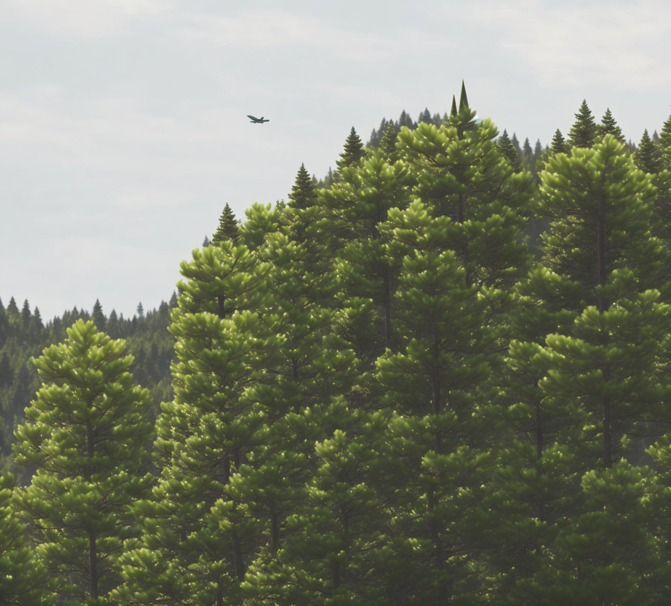 Tranquil forest landscape with tall pine trees and distant airplane