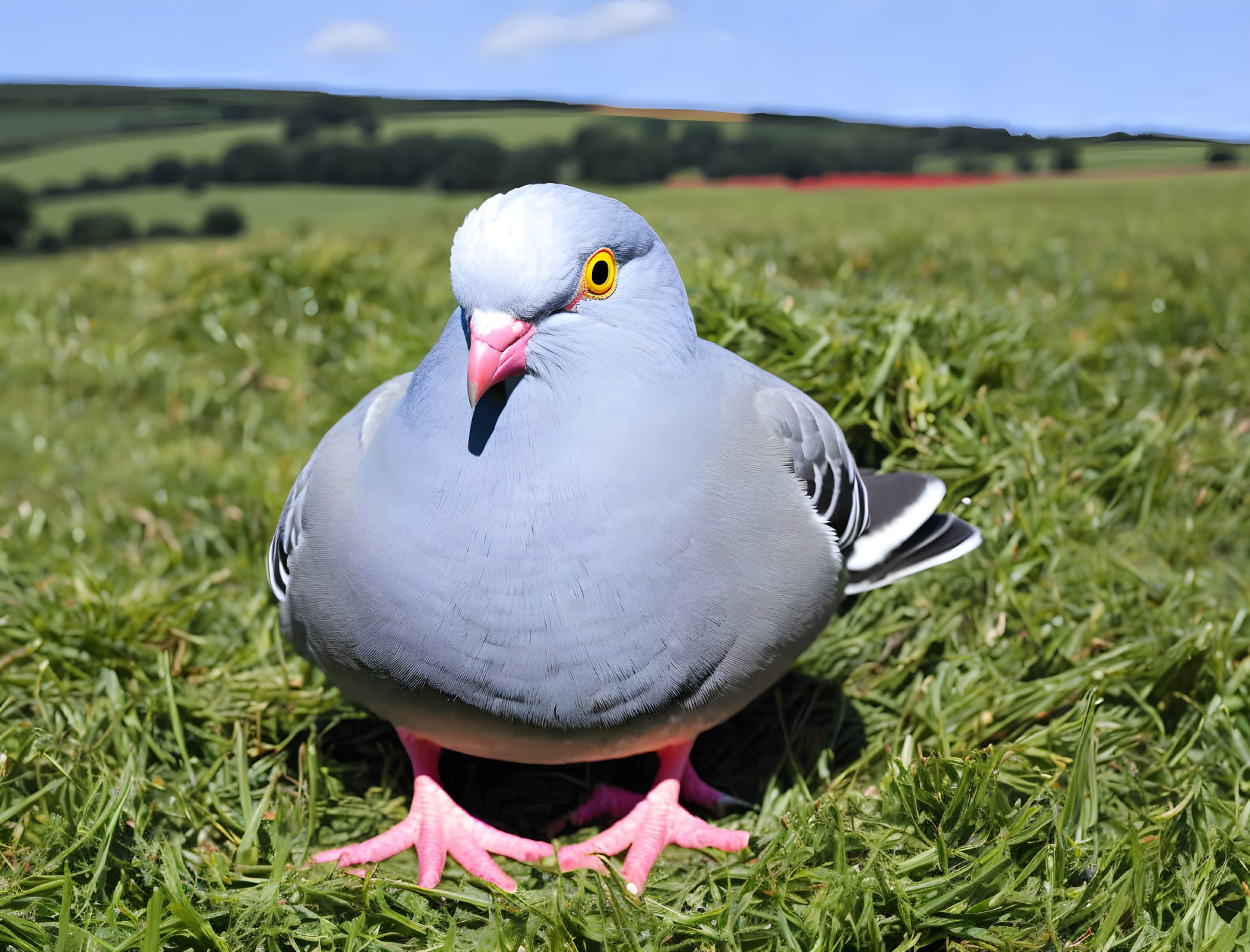 Grey Feathered Pigeon with Orange Eyes in Green Field