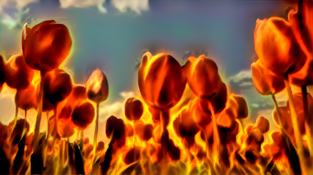 Tulips on fire