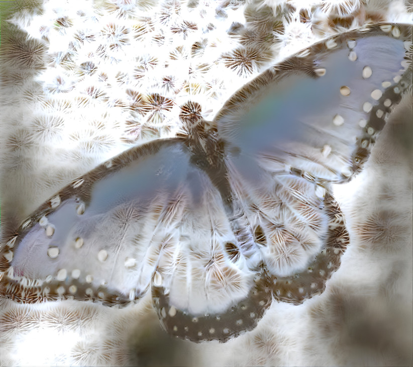 Butterflymoth