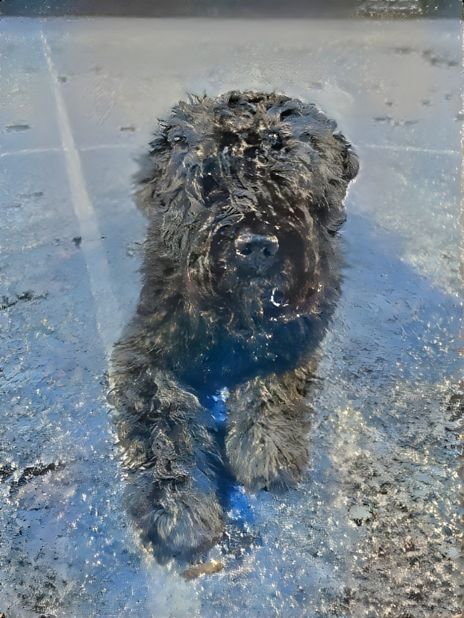 Bouvier in frost