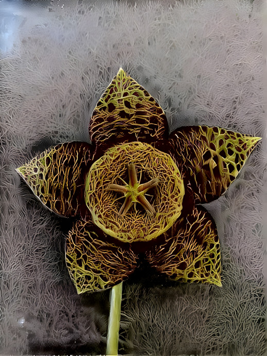 Stapelia