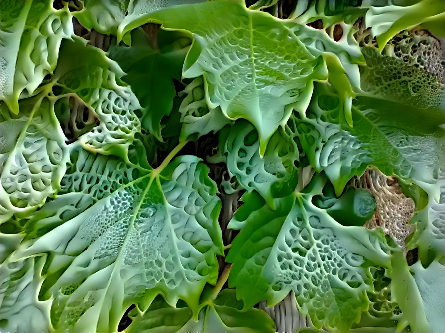 leaves