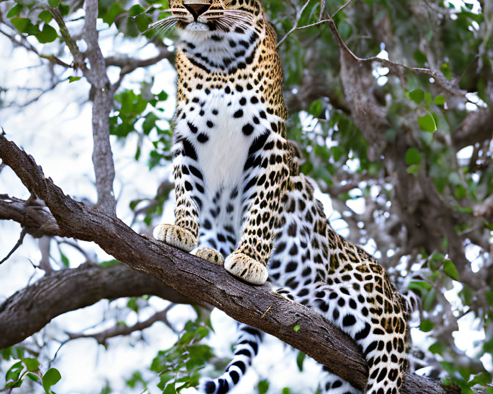 Majestic leopard perched on tree branch in green foliage