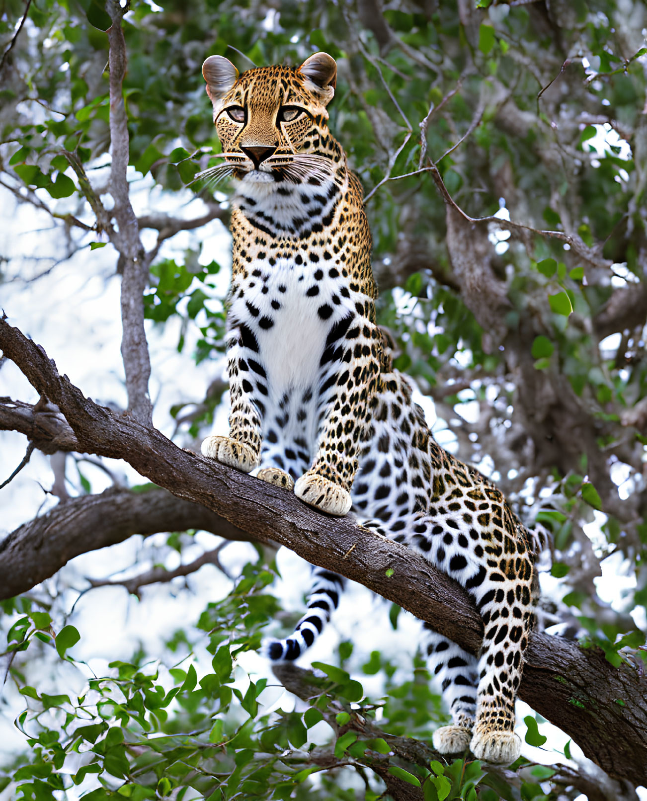 Majestic leopard perched on tree branch in green foliage