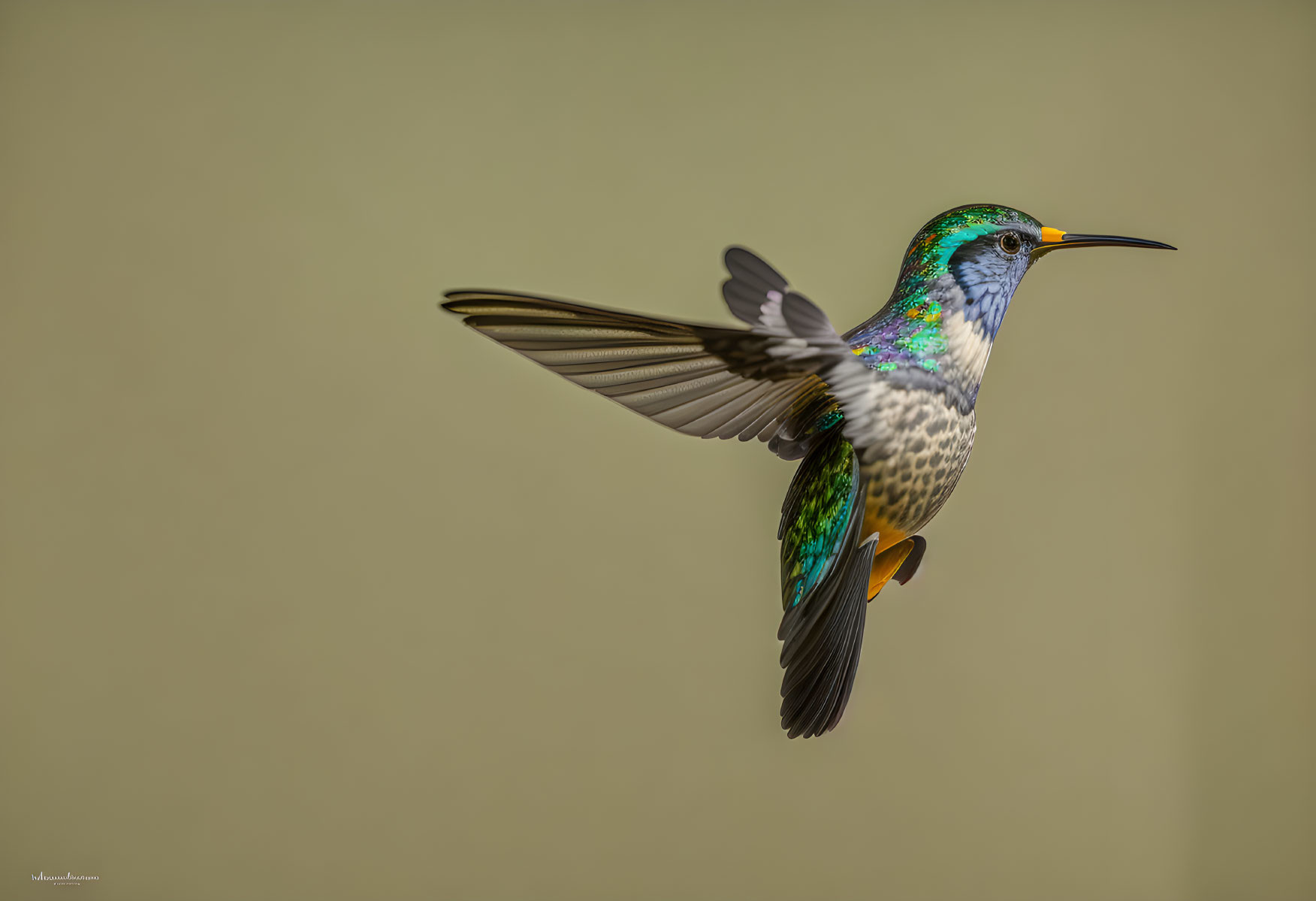 Iridescent green and blue hummingbird mid-flight against muted background