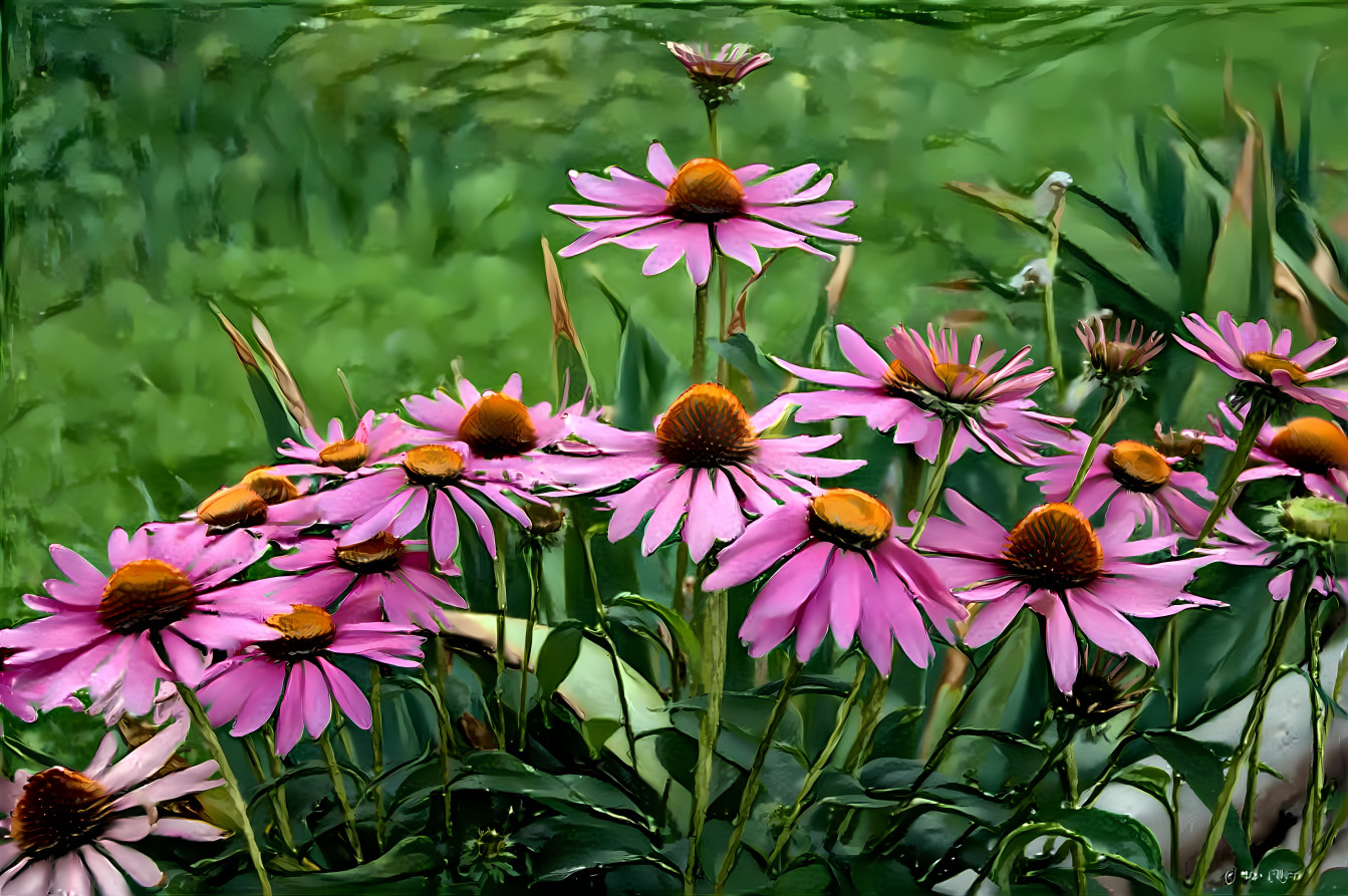 Cone Flowers