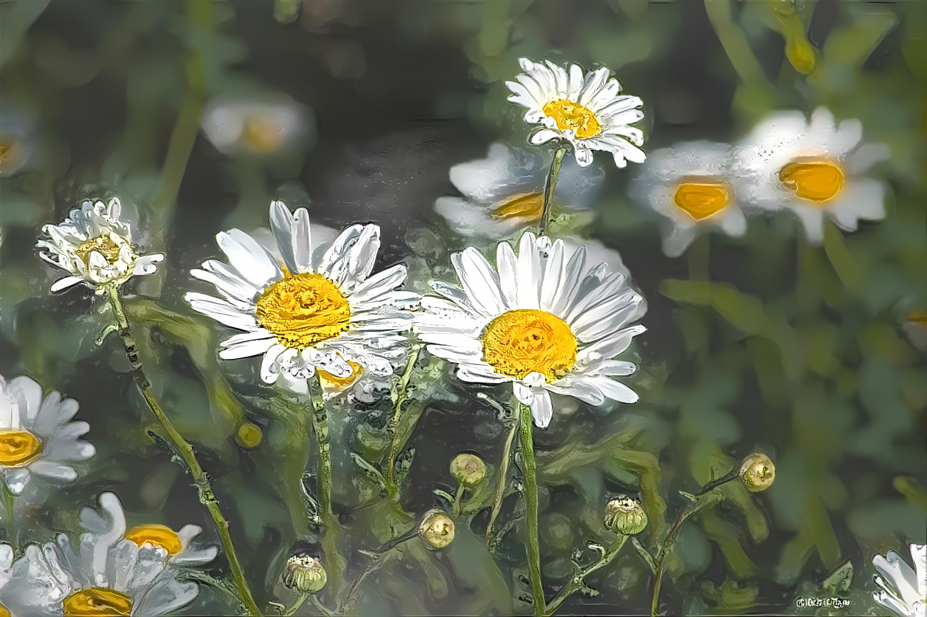 daisies