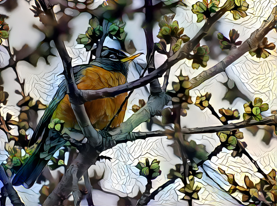 Robin in the rain, what a saucy fellow!