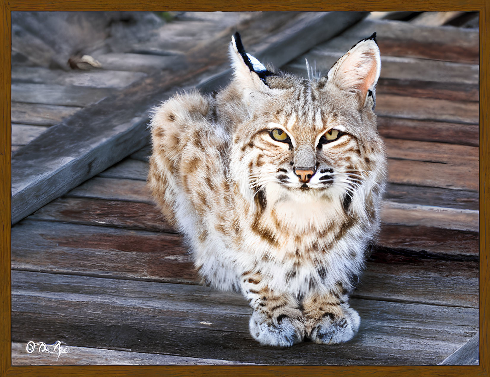 Bobcat with Spotted Fur and Tufted Ears on Wooden Deck