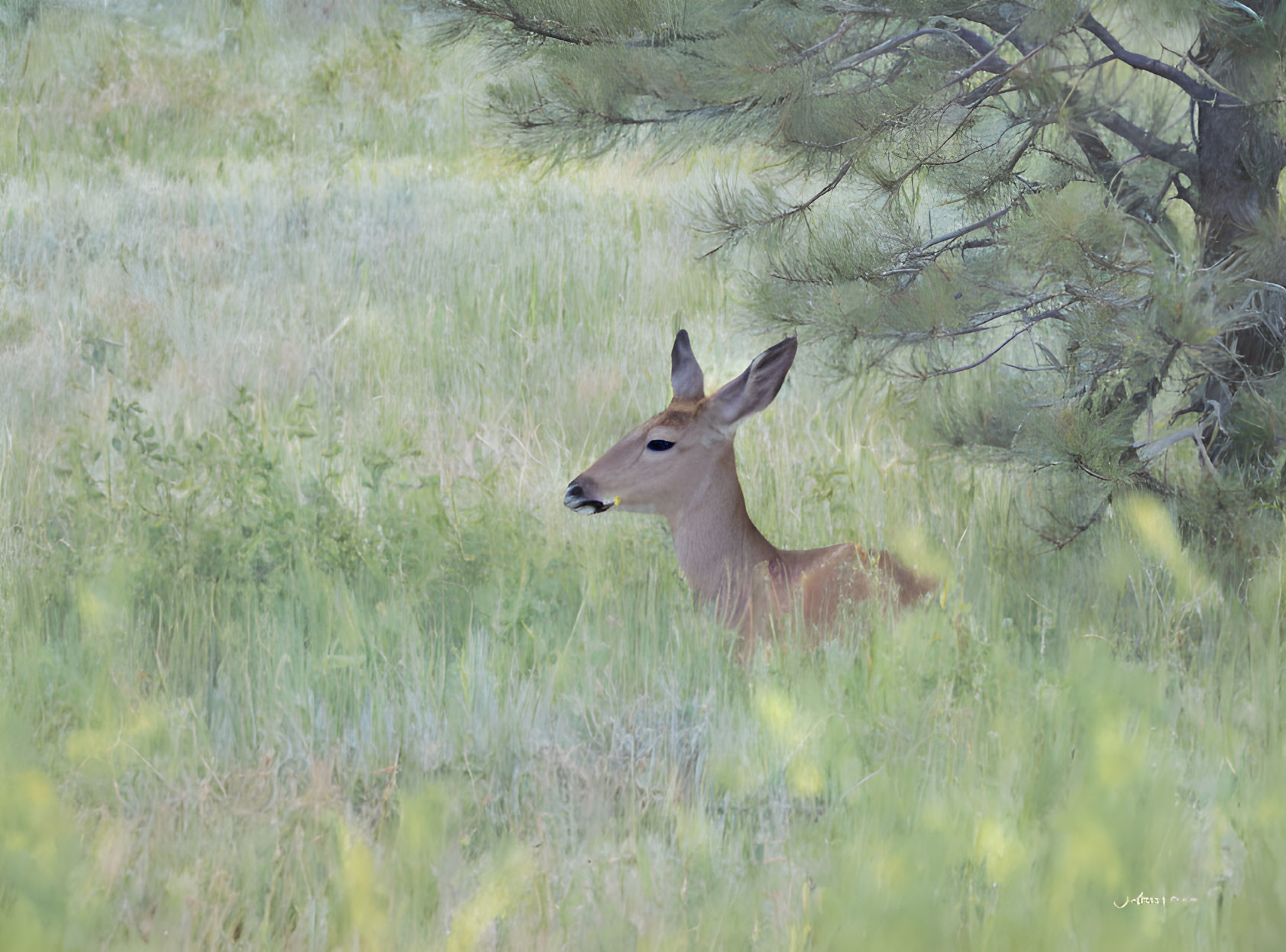 Concealed deer in tranquil field with tall grasses and pine tree