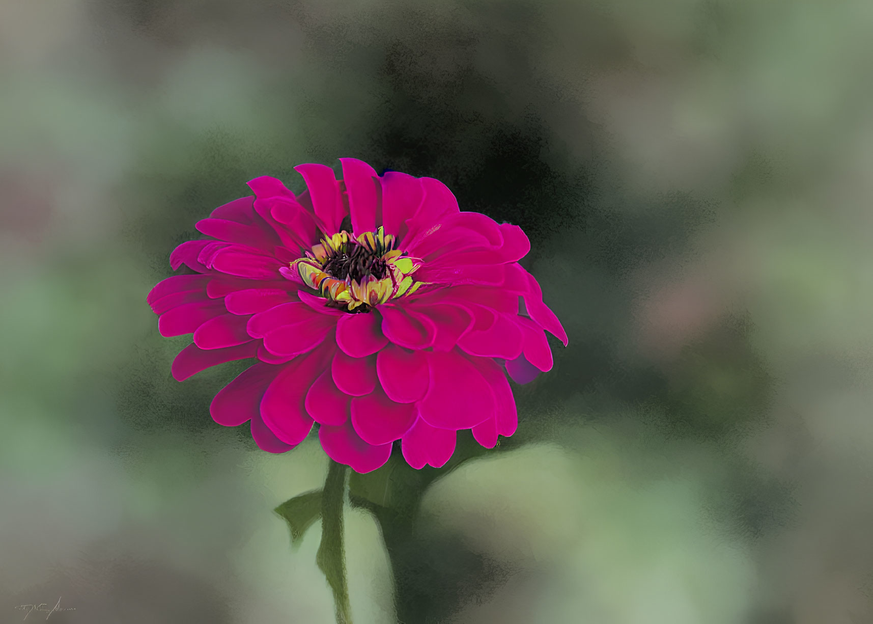 Detailed Pink Zinnia with Yellow Center on Green Background