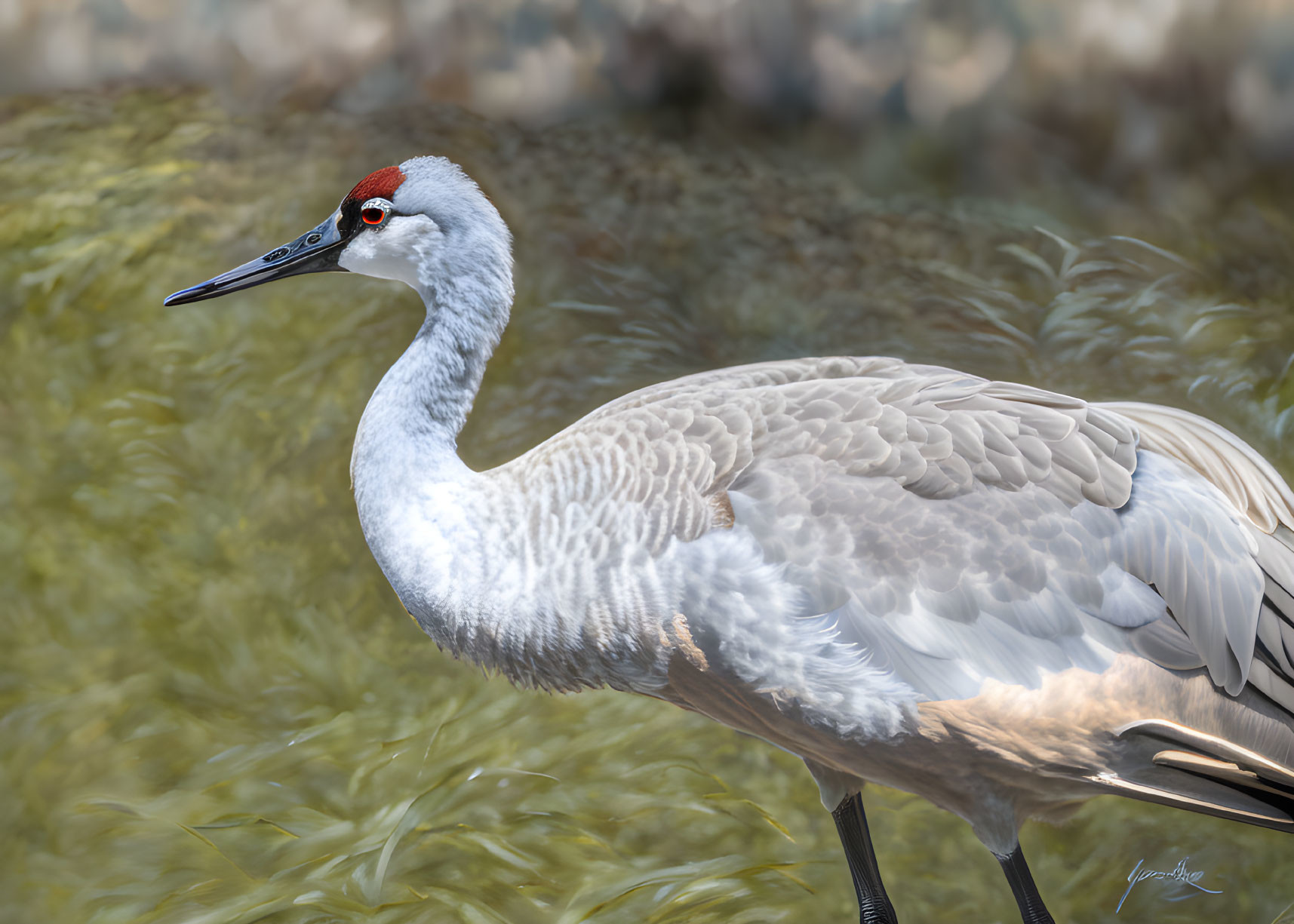 Detailed Illustration: Sandhill Crane with Grey Feathered Body and Red Patch, Standing in Tall Grass