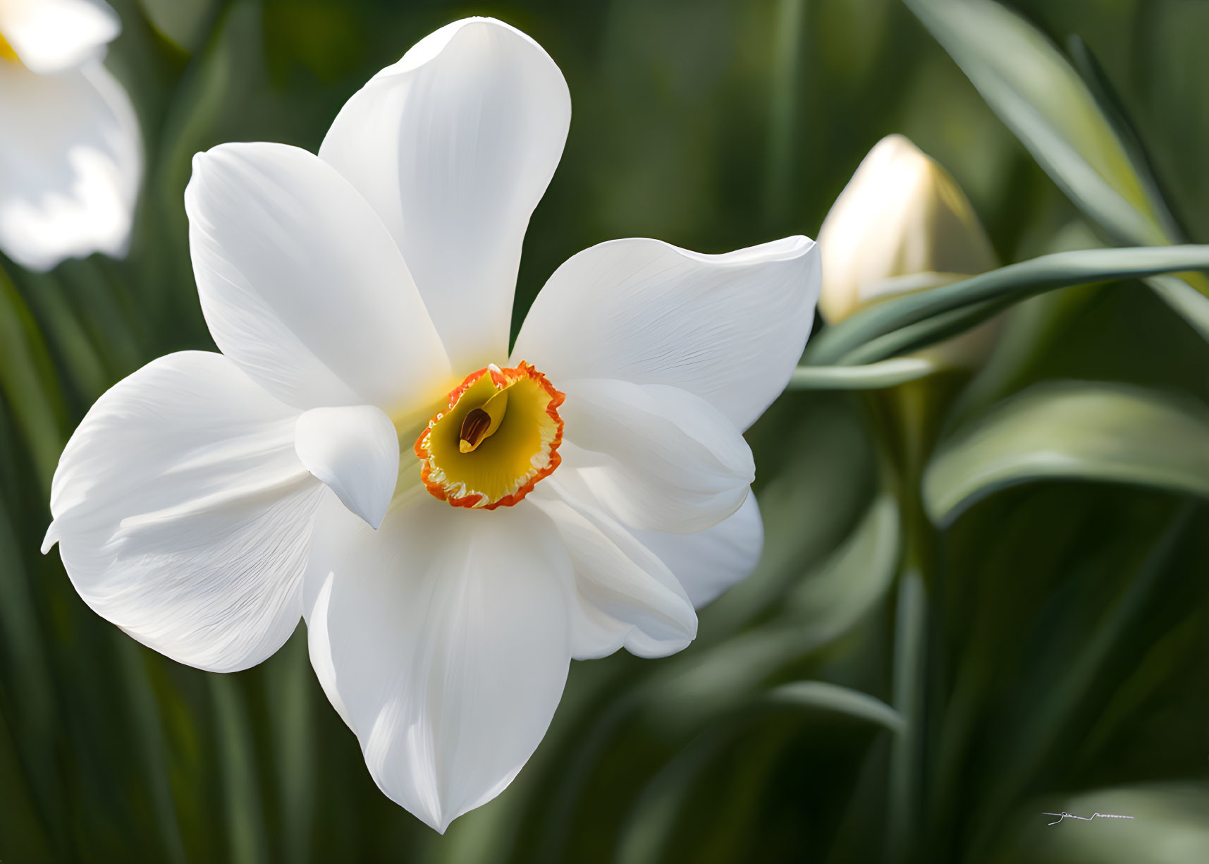 Close-up of white daffodil with yellow-orange center on soft green background