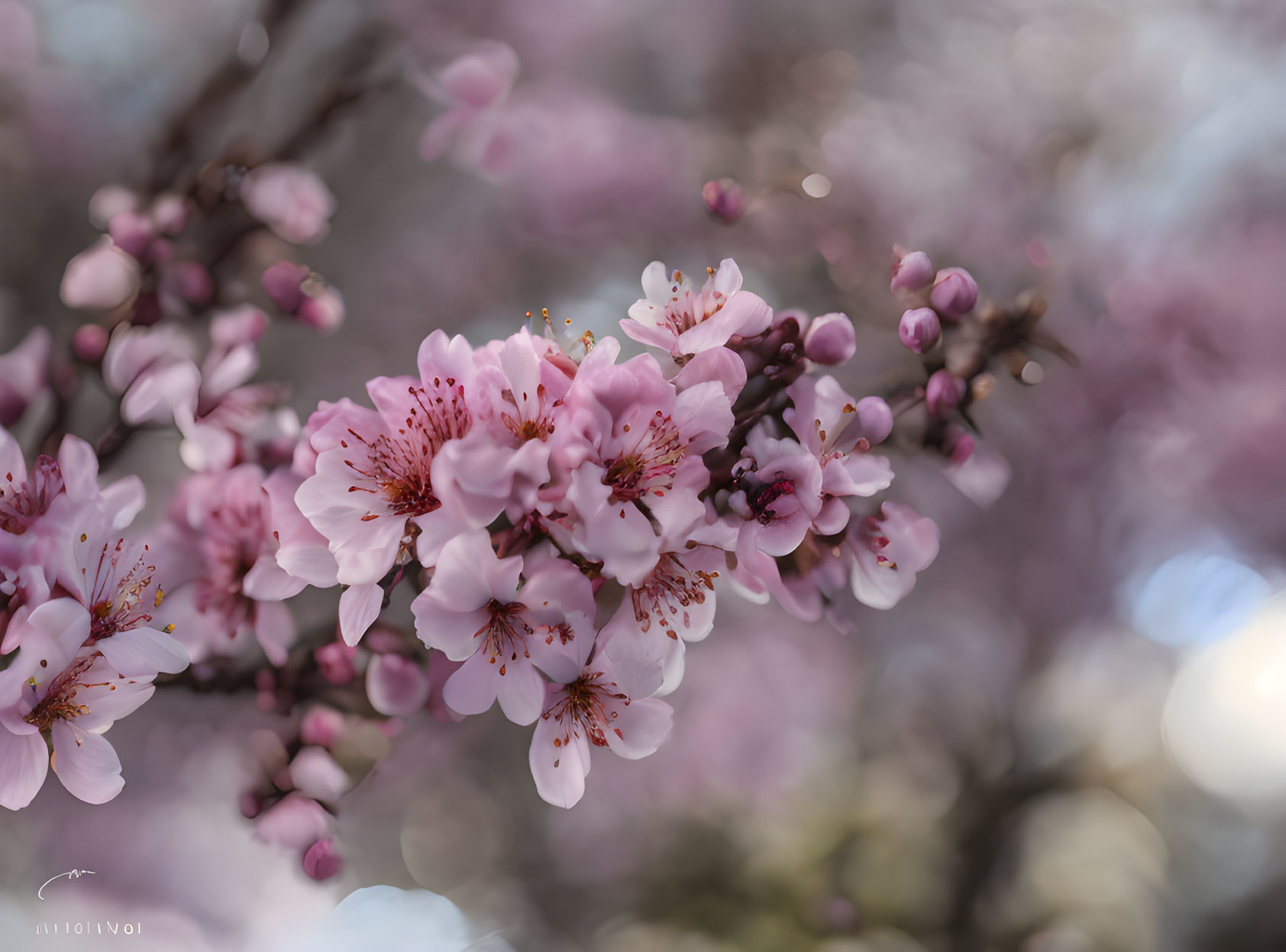 Delicate Pink Cherry Blossoms with Soft-focus Background