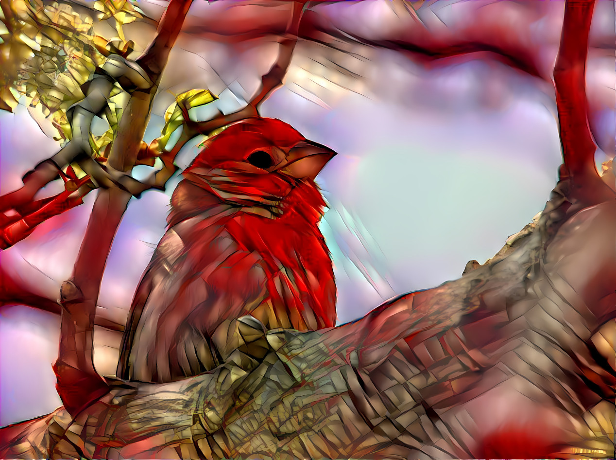 House Finch