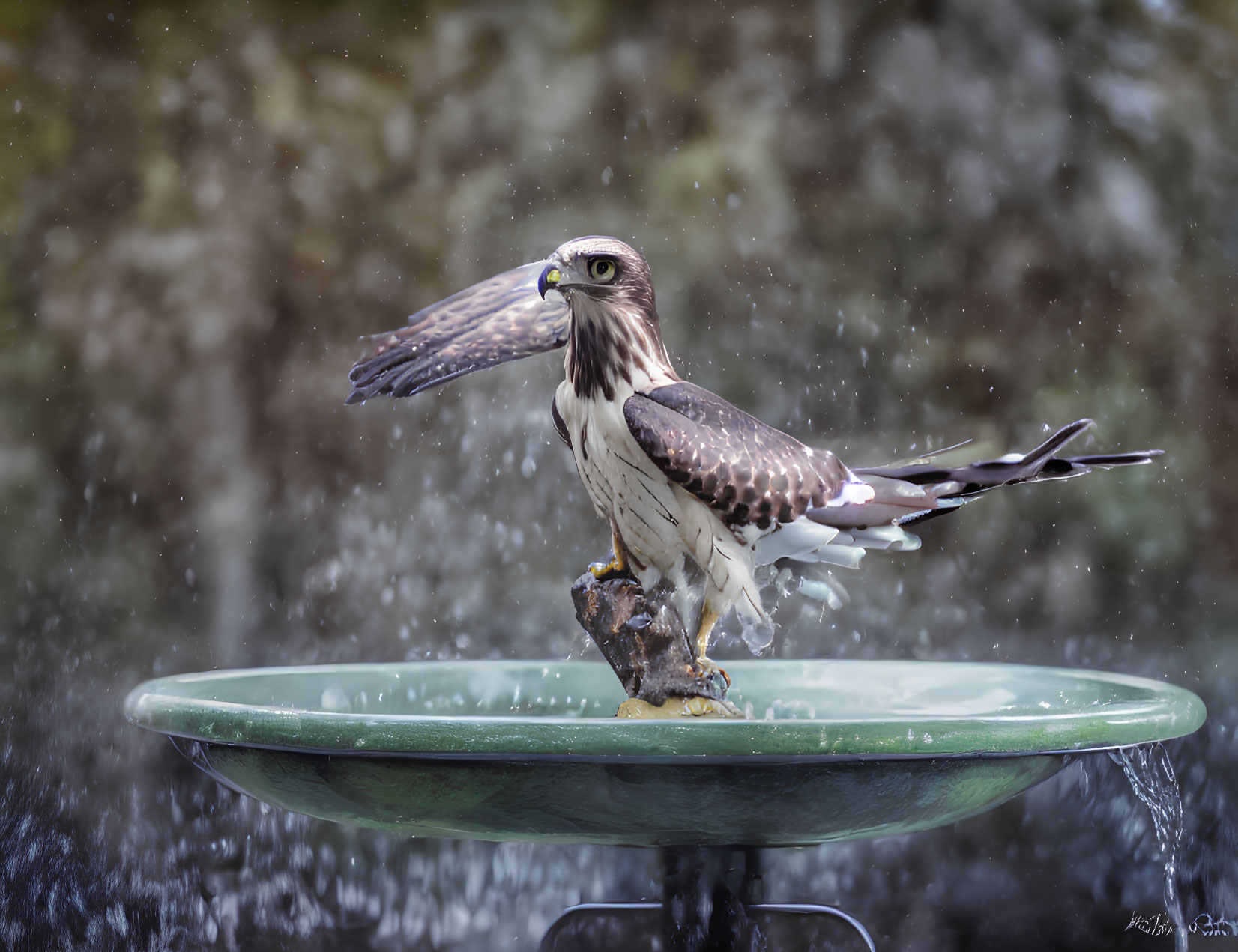 Osprey in Birdbath with Frozen Water Droplets