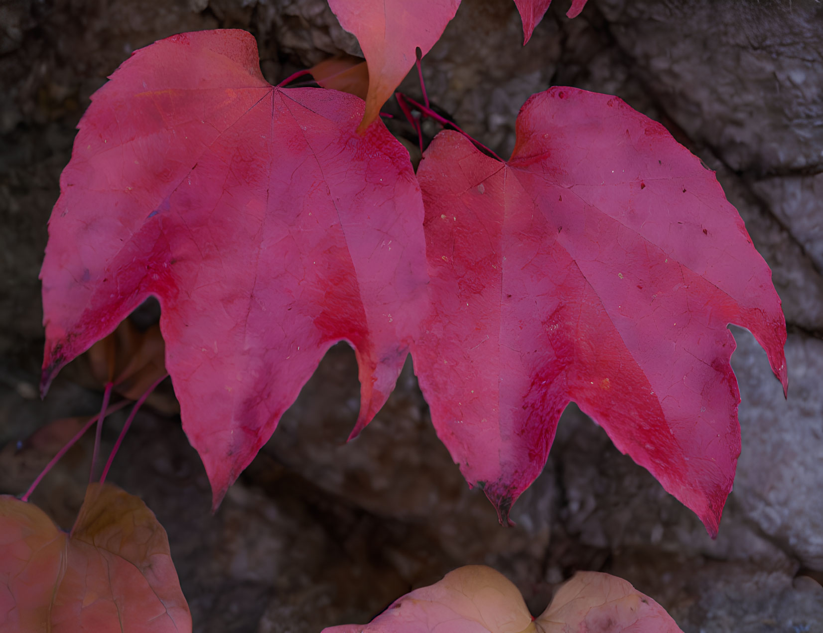 Vibrant red autumn leaves with distinct veins against textured grey bark background