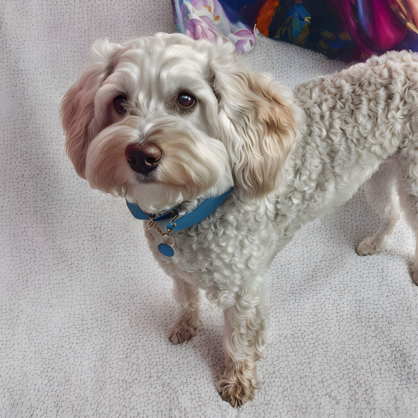 White Curly-Haired Dog with Blue Collar in Colorful Toy-Filled Setting