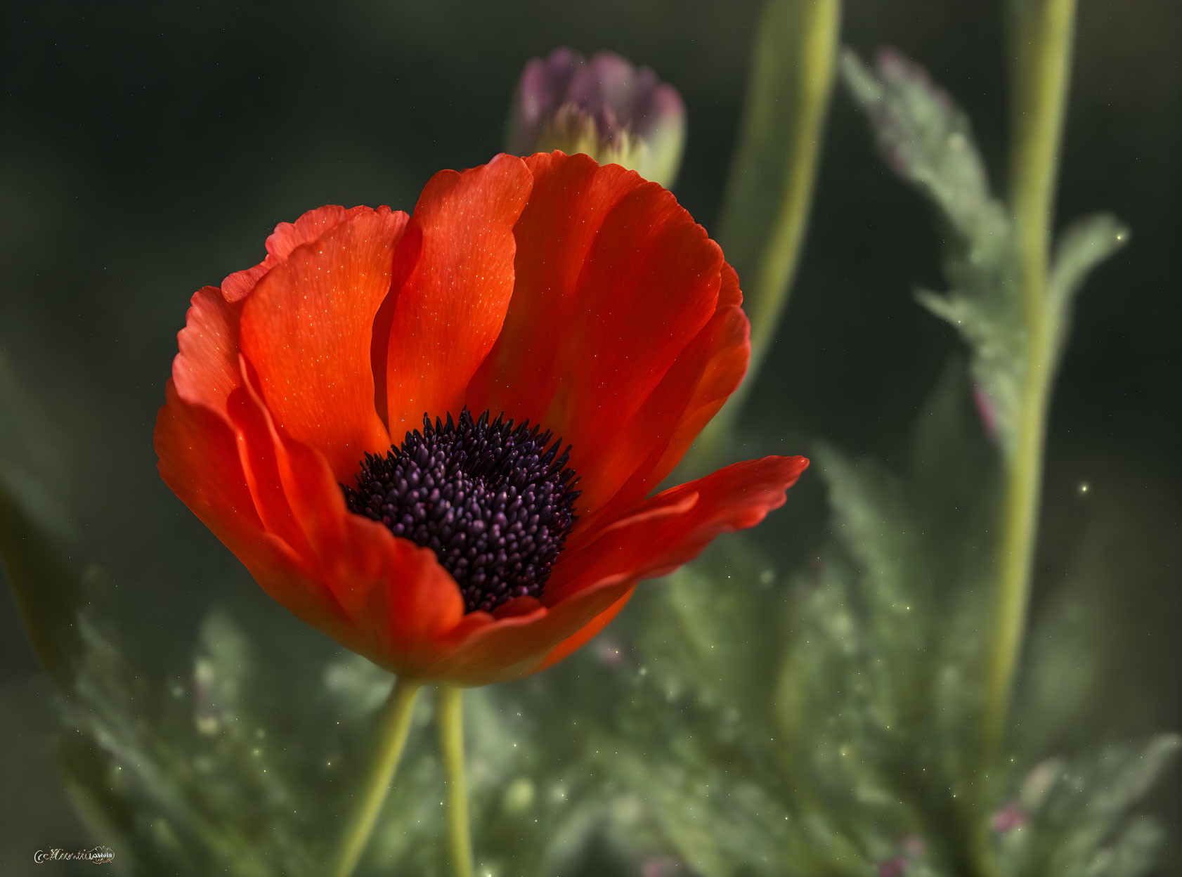 Vibrant red poppy with dark purple center on soft-focus background