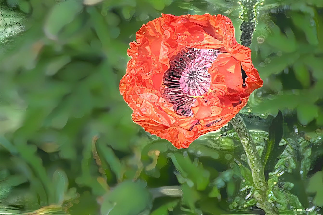 poppy