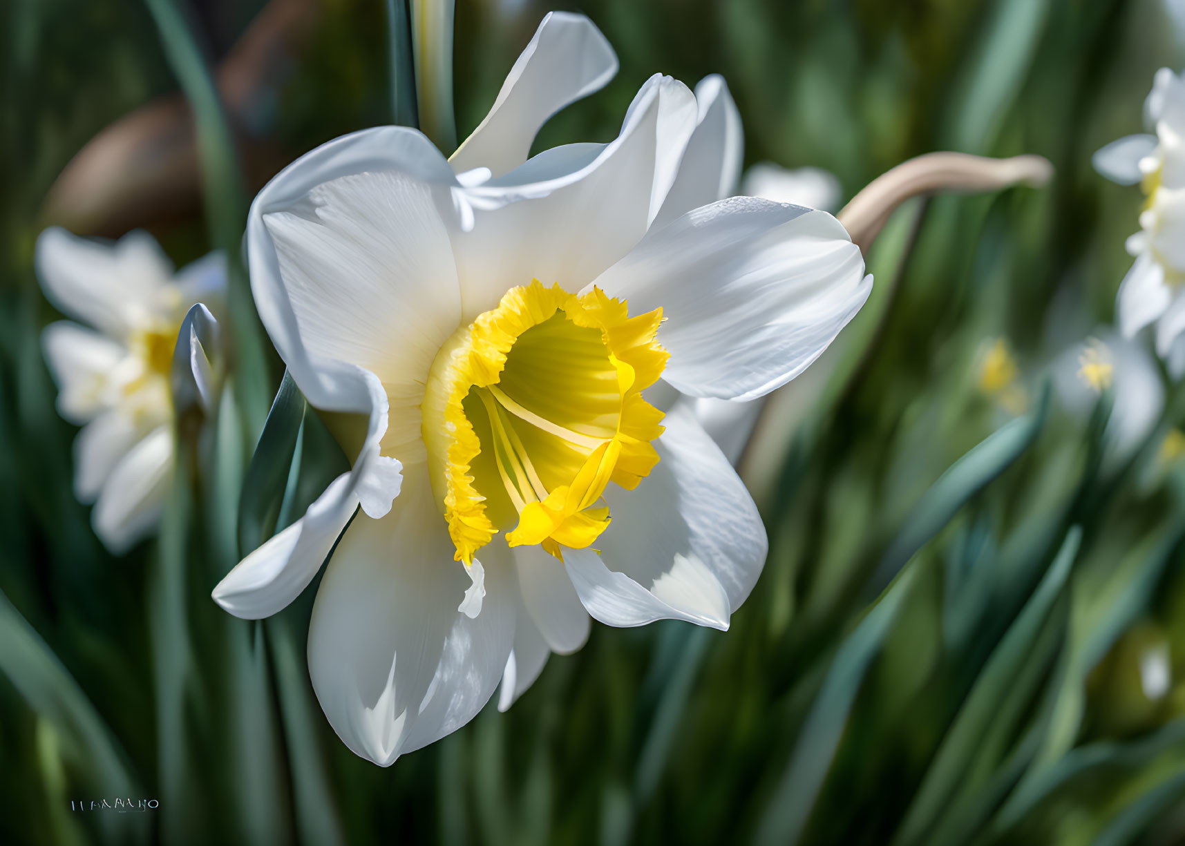 White daffodil with yellow trumpet and green leaves in sunlight