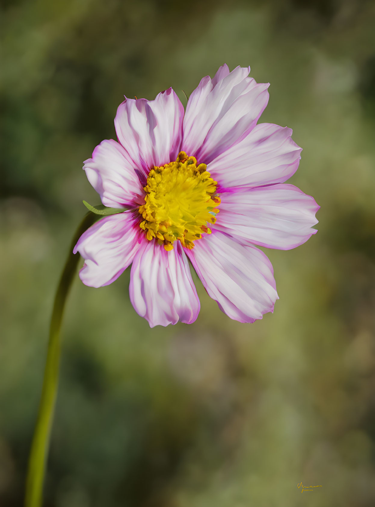 Pink and White Cosmos Flower with Yellow Center on Blurred Green Background