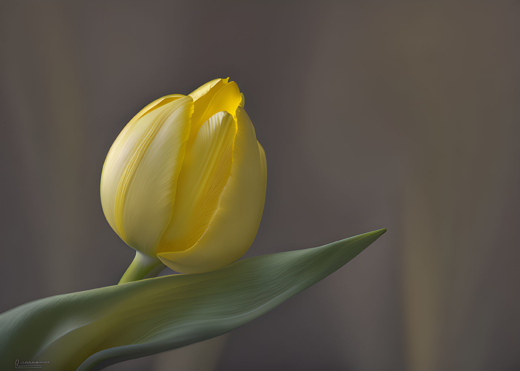 Vibrant Yellow Tulip with Frayed Petal on Blurry Brown Background