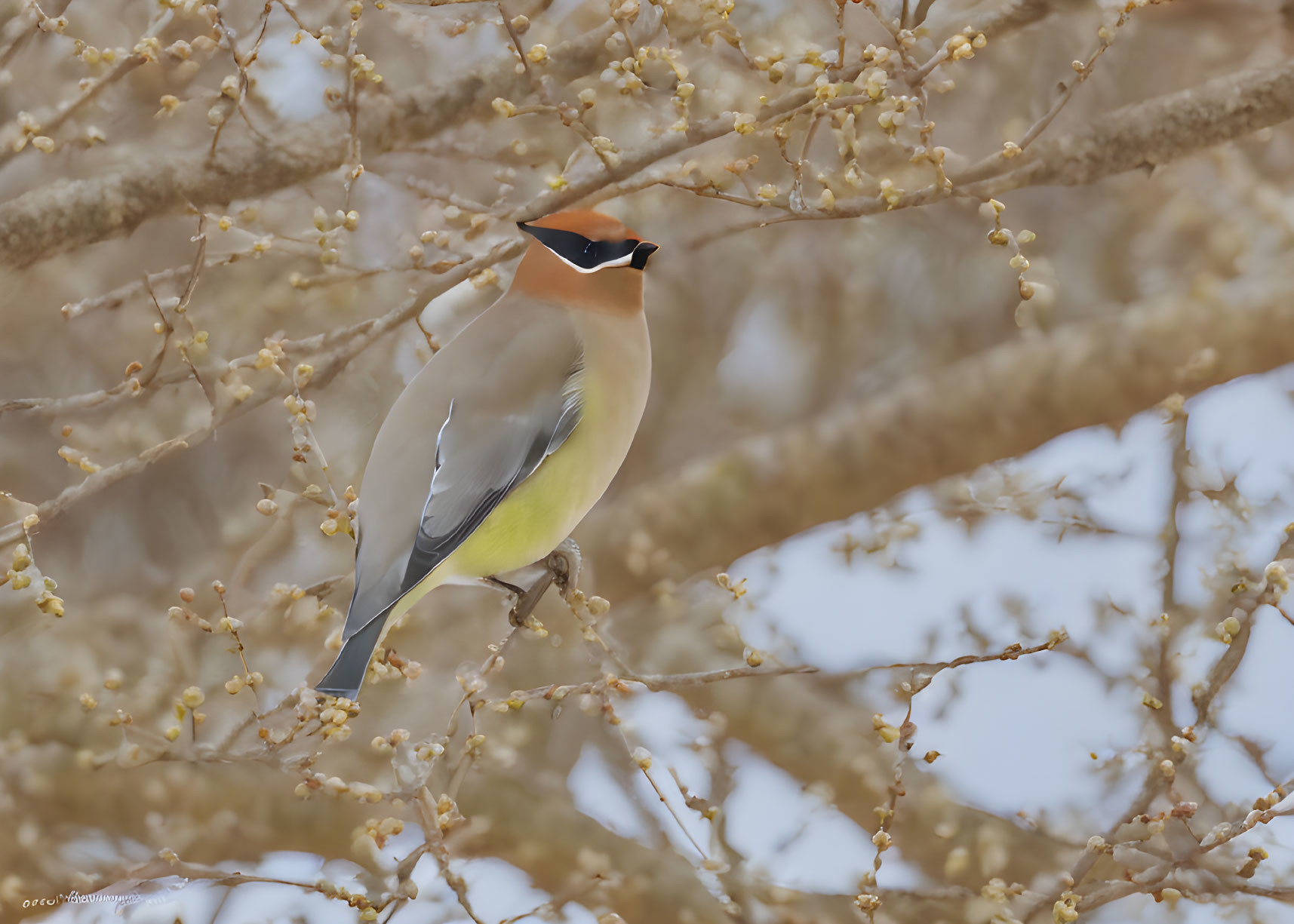 Cedar Waxwing Bird on Branch with Budding Flowers in Snowy Background