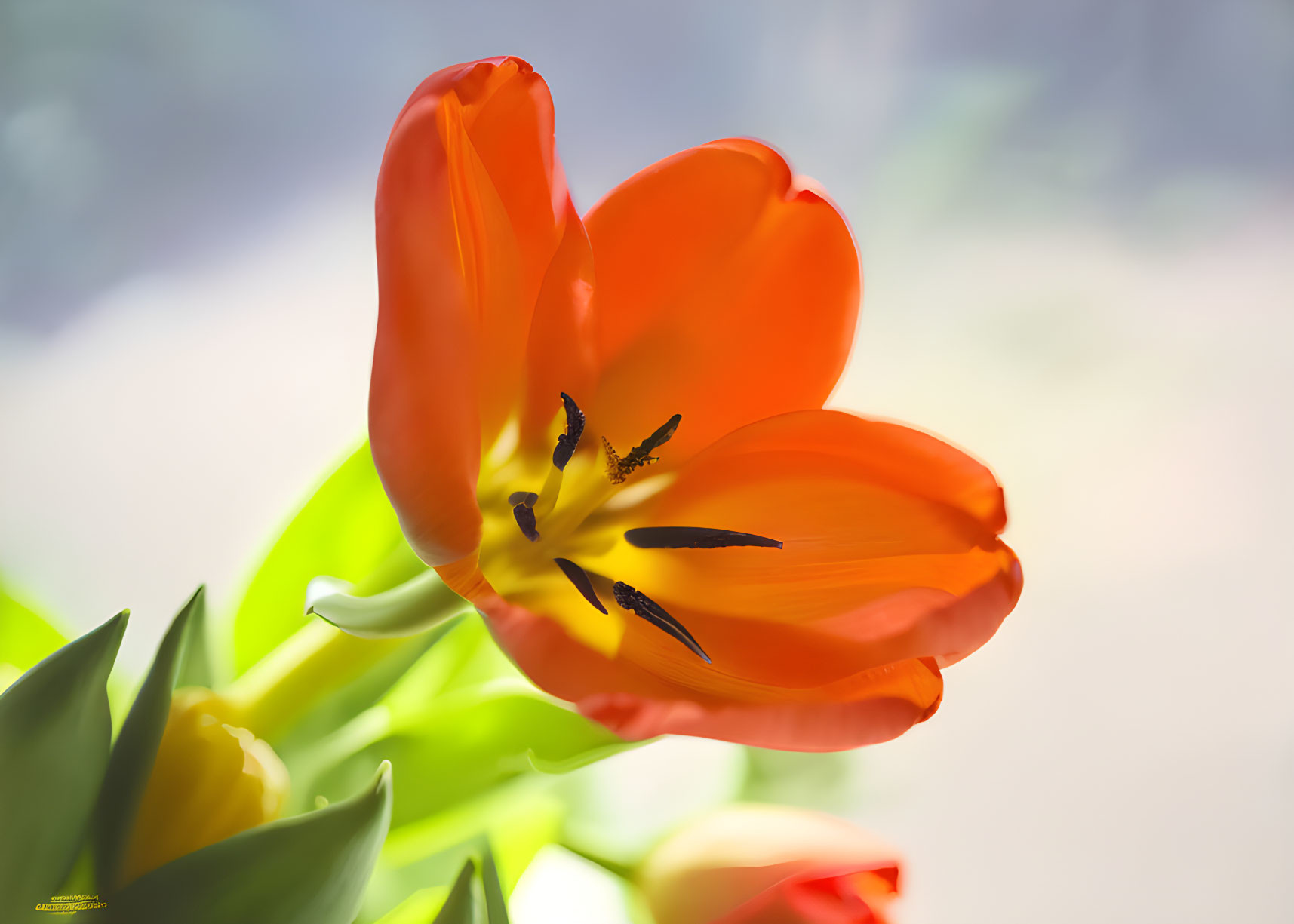 Bright orange tulip with stamen in soft backlight, green leaves, gradient background