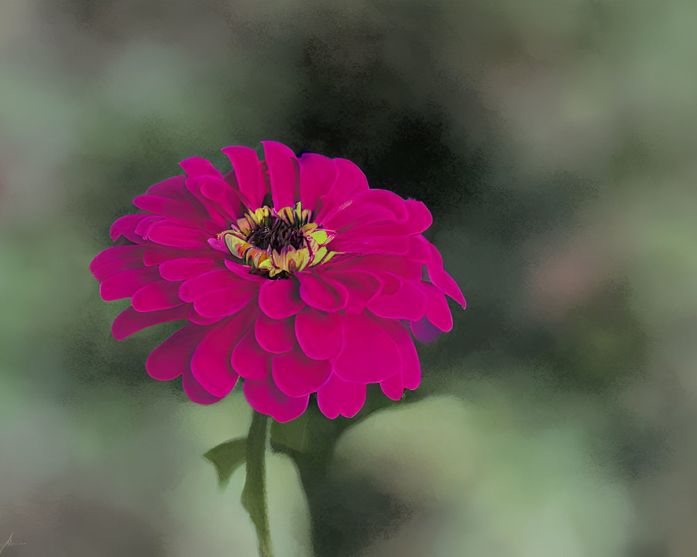 Detailed Pink Zinnia with Yellow Center on Green Background